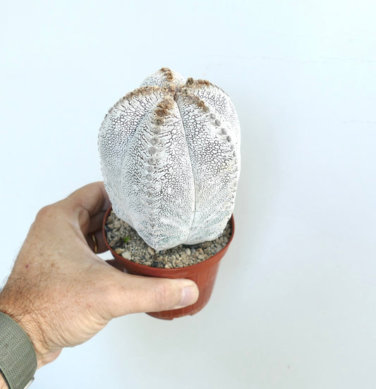 Hand holding a pot with Astrophytum Onzuka Tiger cultivar, showing its tall ribbed body covered in distinctive white cracked patterns.