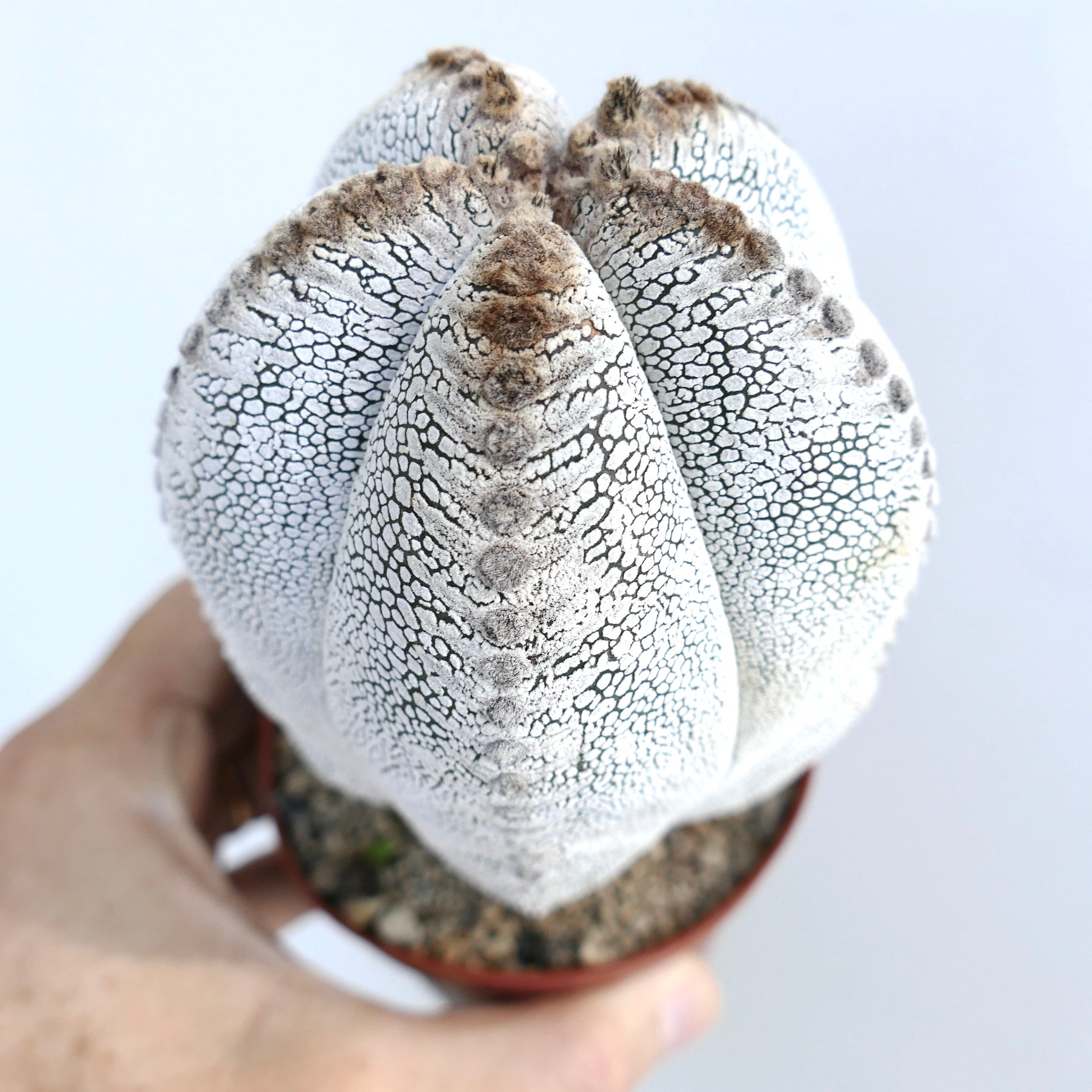 その他 OZWRT Spirit of Astrophytum その他 OZWRT Spirit of Astrophytum その他 OZWRT Spirit of