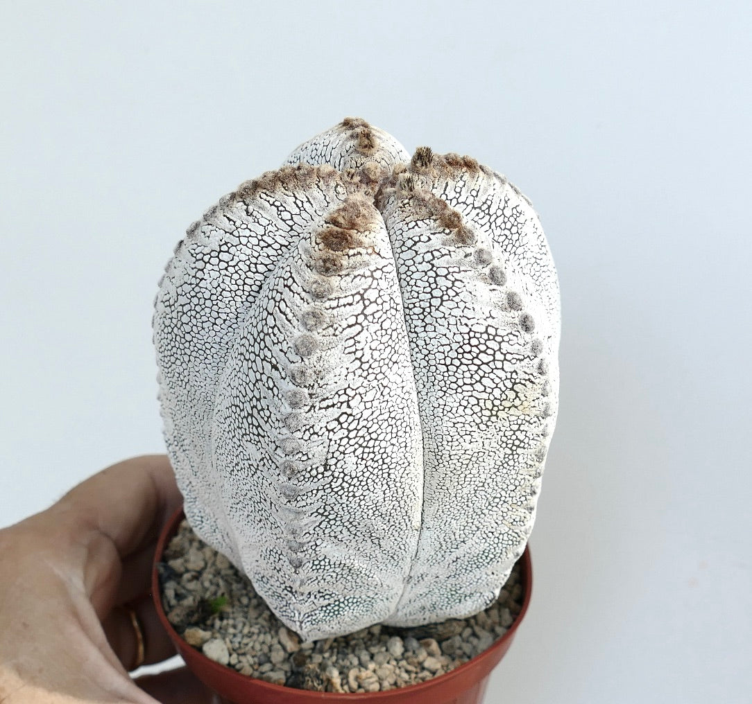 Seitenansicht des Astrophytum Onzuka Tiger Kultivars, die seine säulenförmige, gerippte Form mit einzigartigen weißen Markierungen und strukturierter Oberfläche zeigt.