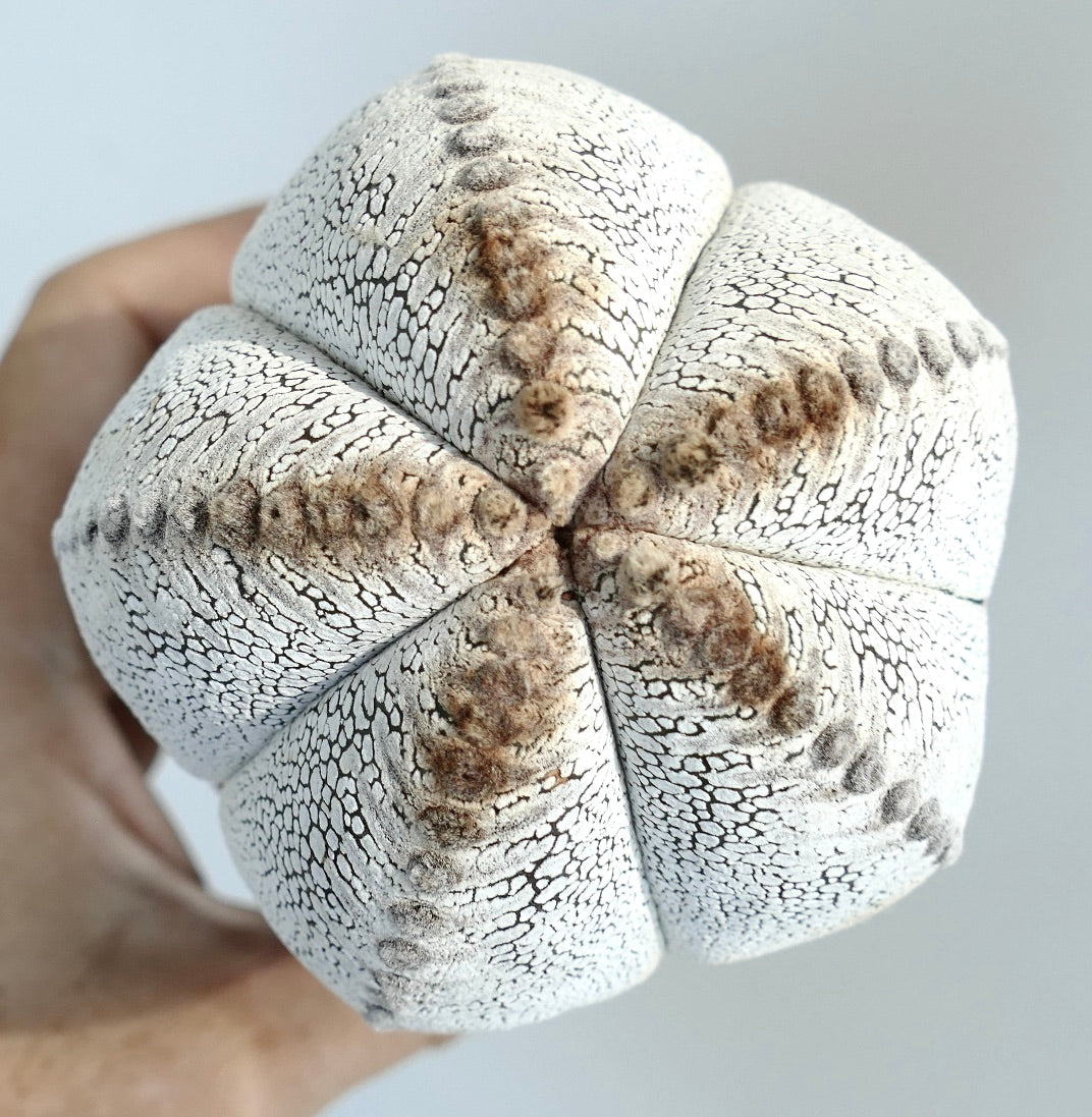 Astrophytum | Botanical Archive | Unique Cactus Varieties