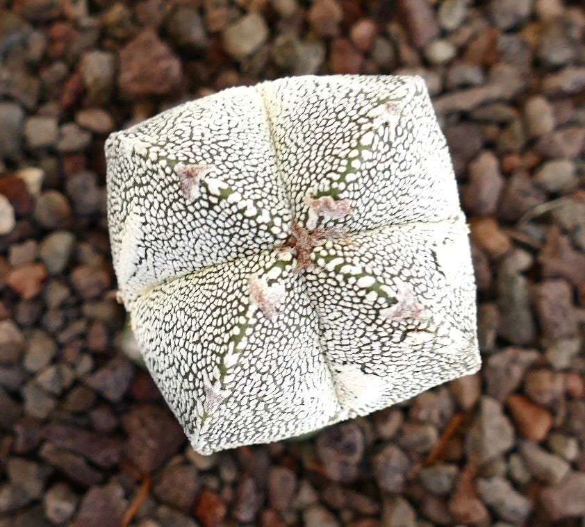 แอสโตรไฟตัม cv โอนสึคะ x ฮาคูอุน แคคตัสเสียบยอดพันธุ์หายาก ผิวสัมผัสลายจุดสีขาว