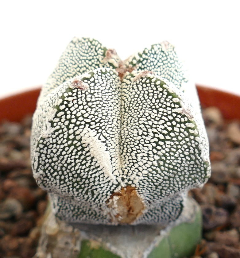 แอสโตรไฟตัม cv ออนซูกะ x ฮาคูอุน กระบองเพชรอวบน้ำยอดต่อหายาก ลายจุดสีขาว