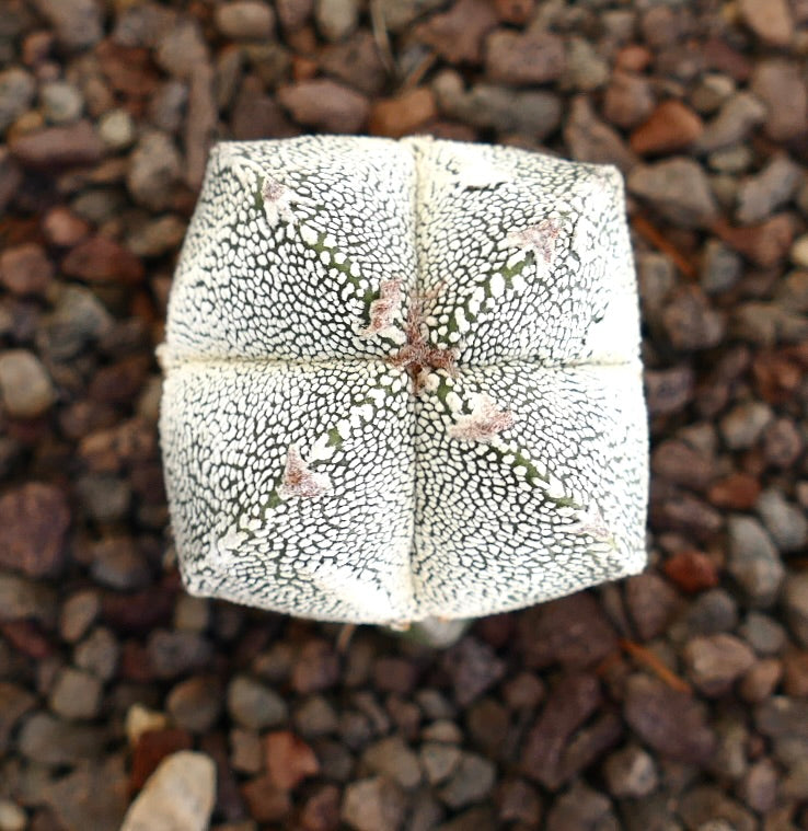 แอสโตรไฟตัม cv โอนซึกะ x ฮาคูอุน กระบองเพชรอวบน้ำเสียบยอดหายากลายจุดสีขาว