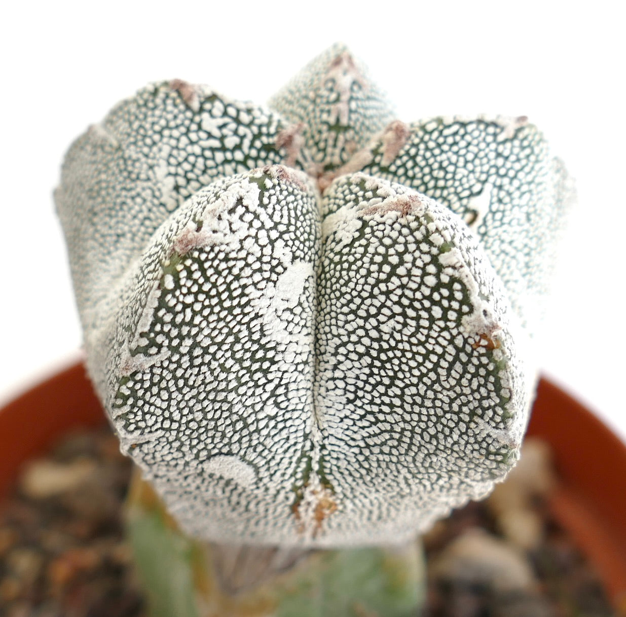 Astrophytum Nudun, Variegated Rare Cactus Seed 20 SEEDS - Foto 10