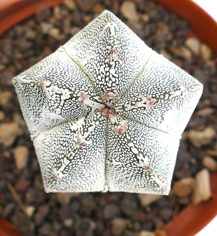 その他 OZWRT Spirit of Astrophytum SHPR6078 Astrophytum hybrid SK-ONZ (A. asterias cv