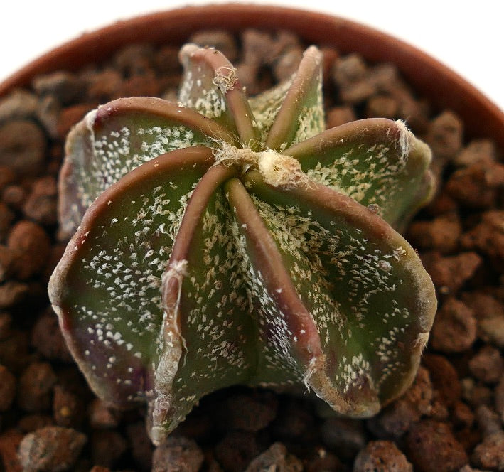 Astrophytum cv THAYO L2 succulent cactus with star-shaped ribs and white speckled texture