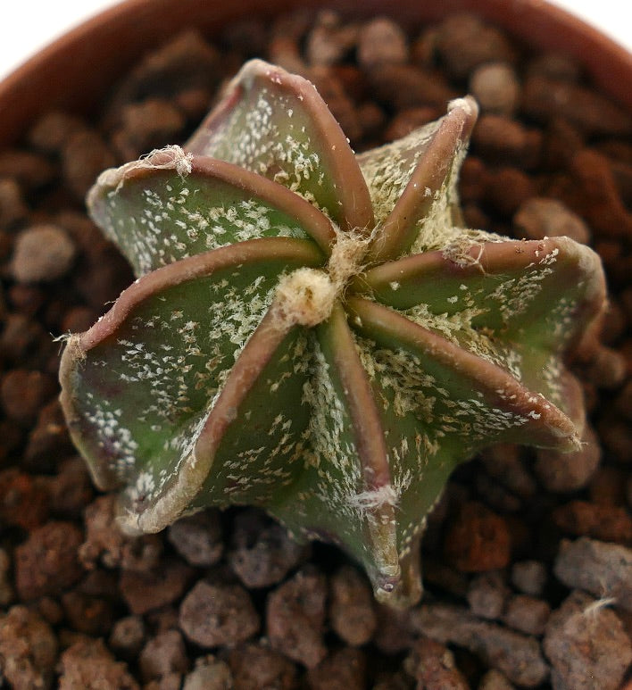 Astrophytum cv THAYO L2 succulent cactus with star-shaped ribs and white speckled texture