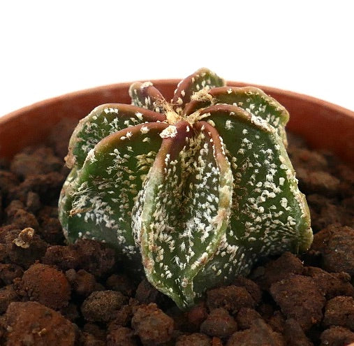Astrophytum cv THAYO MULTIPUNCTATUM STM1 small green cactus with white speckled texture