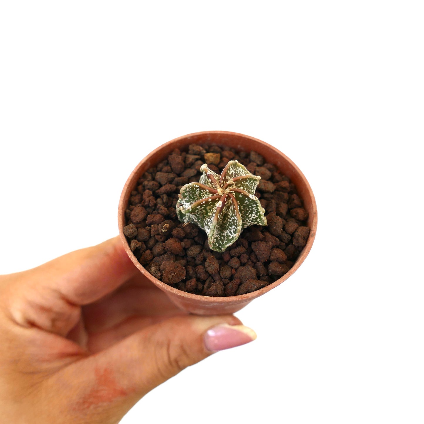 Astrophytum cv THAYO MULTIPUNCTATUM STM1 small rare cactus with white speckled green star-shaped body