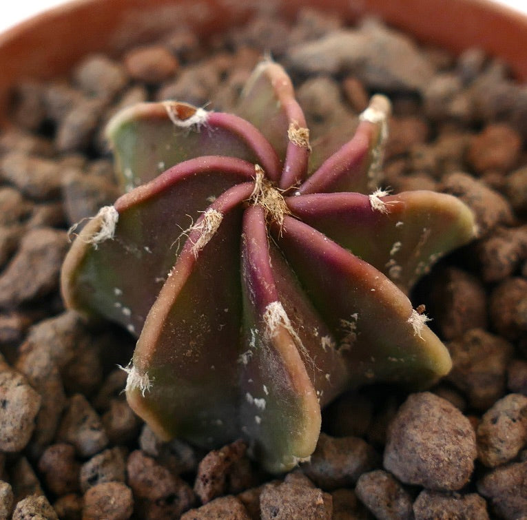 Astrophytum cv THAYO NUDUM GREEN RED sjelden stjerneformet sukkulent kaktus med rødgrønne ribber og hvite dusker