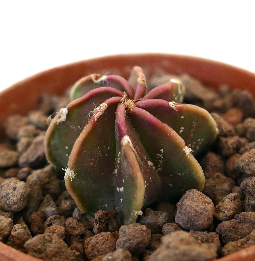 Astrophytum cv THAYO NUDUM GREEN RED liten sjelden sukkulent kaktus med glatte ribber og subtile røde nyanser