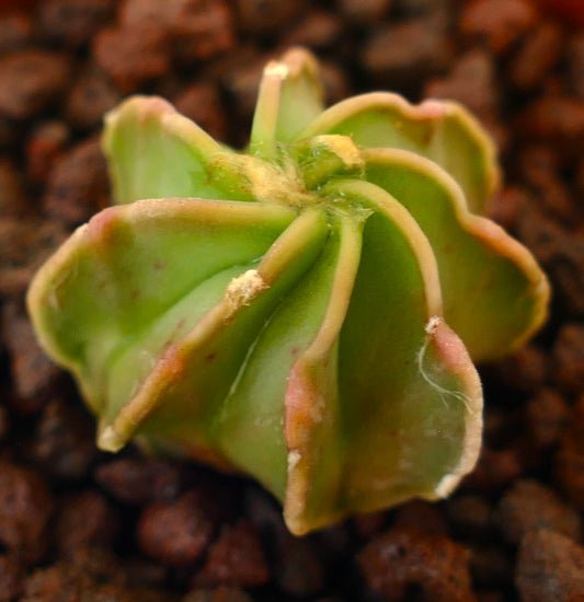 Astrophytum cv THAYO NUDUM succulent cactus with star-shaped ribs and fuzzy areoles