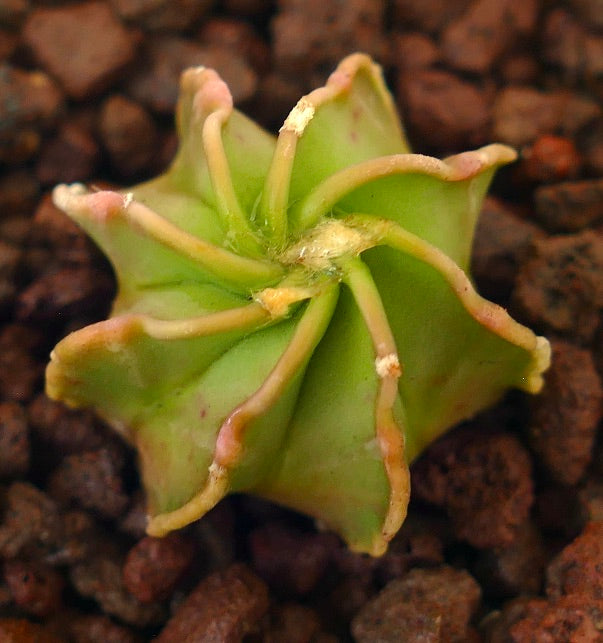 星形の突起がある緑色のサボテン アストロフィツム | Botanical Archive | ユニークなサボテンを発見する