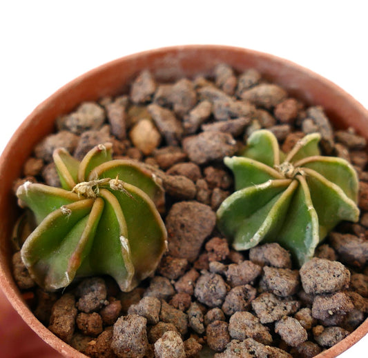 Astrophytum cv THAYO NUDUM succulent cactus seedlings with star-shaped ribs and smooth green surface