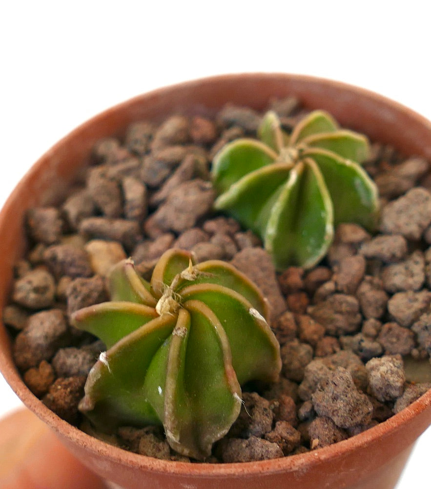 Astrophytum cv THAYO NUDUM dos pequeñas plántulas de cactus suculento verde en maceta