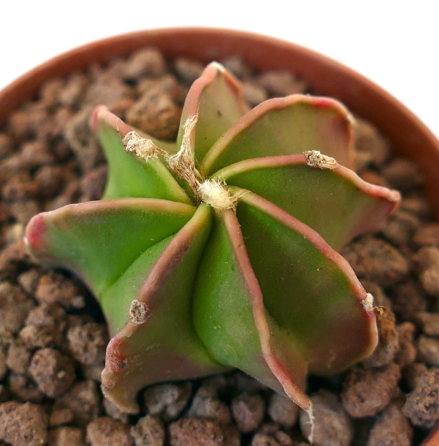Astrophytum cv THAYO NUDUM raro cactus succulento con corpo verde a forma di stella e bordi rosa