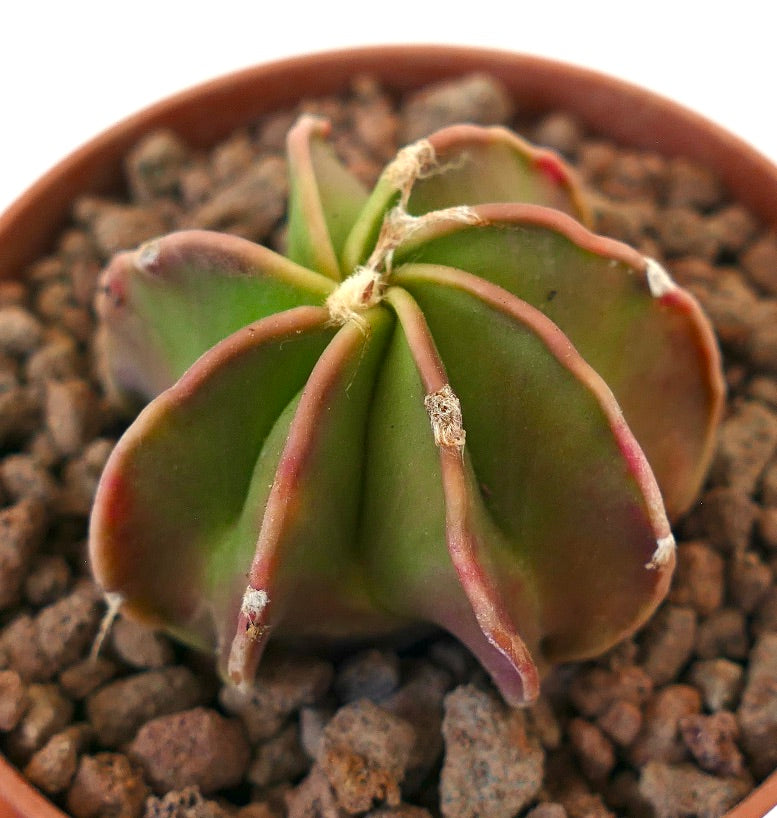 Astrophytum cv THAYO NUDUM raro cactus succulento con costolature lisce verdi e rossastre in vaso