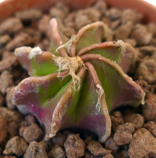 Astrophytum cv THAYO WOOLY APEX succulent cactus with woolly apex and star-shaped green and purple ribs