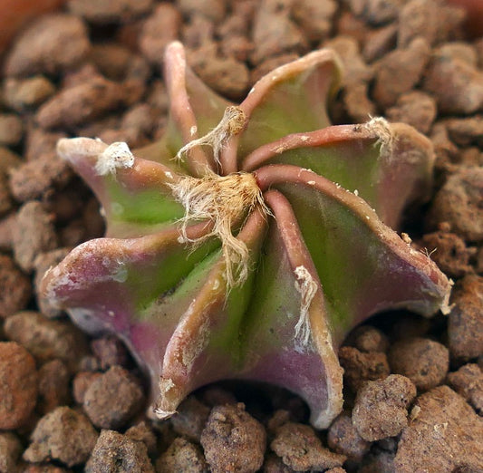 Astrophytum cv THAYO WOOLY APEX succulent cactus with woolly apex and star-shaped green and purple body