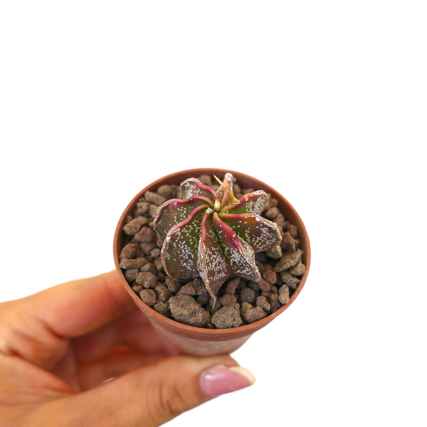 Astrophytum cv THAYO x BUFFALO AUREUM small variegated cactus with pink and green star-shaped ribs