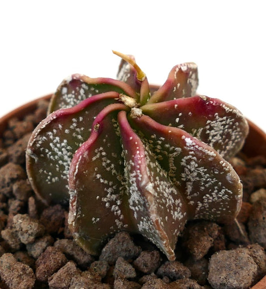 Astrophytum cv THAYO x BUFFALO AUREUM rare succulent cactus with reddish ribs and white speckled texture