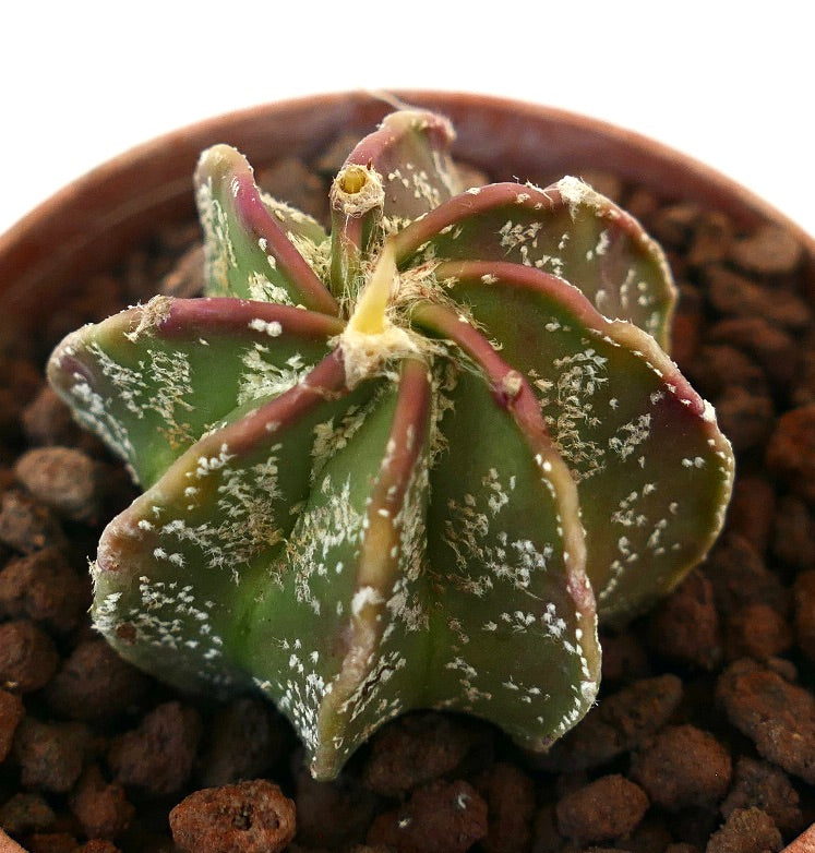 Astrophytum cv THAYO x BUFFALO N20 suculenta rara con costillas verdes y rojizas y textura moteada blanca