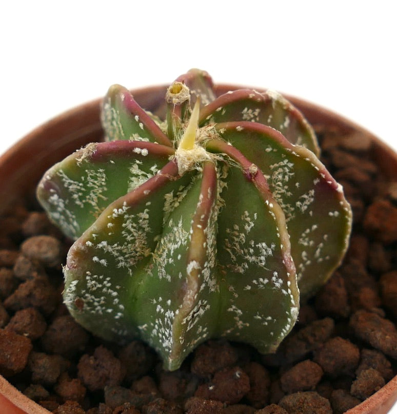 Astrophytum cv THAYO x BUFFALO N20 raro cactus suculento con costillas verdes y textura moteada blanca