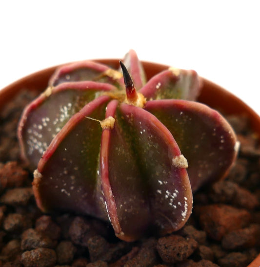 Astrophytum cv THAYO x BUFFALO SELECTED rare small cactus with dark purple ribs and single central spine