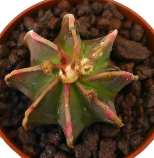 Astrophytum cv THAYO x BUFFALO rare succulent cactus with star-shaped green body and pink-tipped ribs