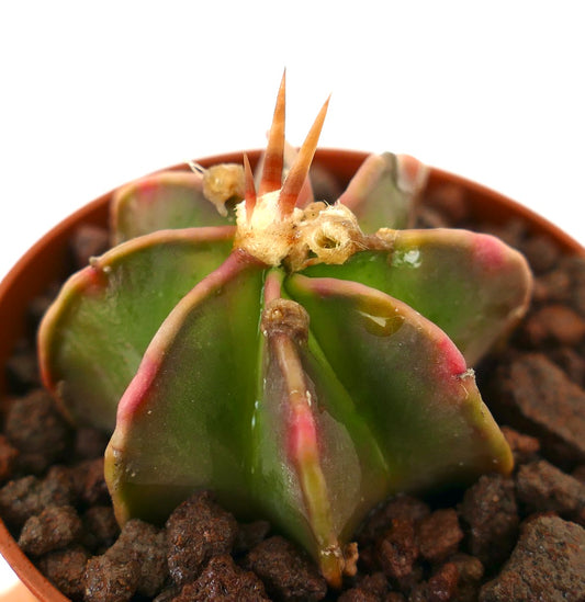 Astrophytum cv THAYO x BUFFALO rare succulent cactus with green and reddish star-shaped ribs and sharp spines