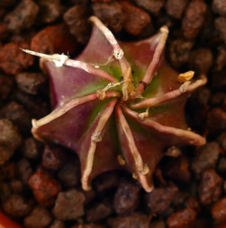 Astrophytum cv THAYO x CAPRICORNE RED raro cactus pequeño con costillas en forma de estrella y tonos rojizos-verdes