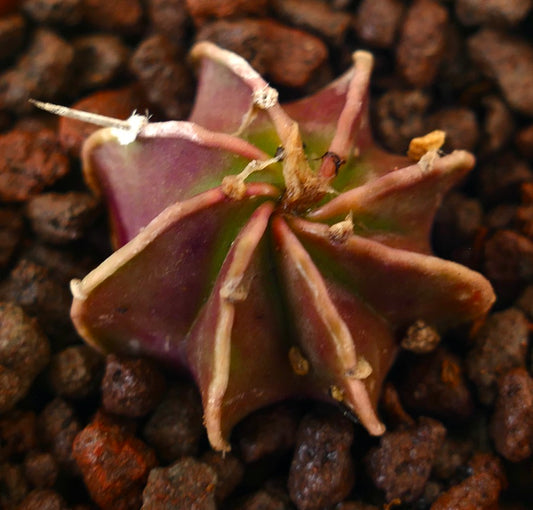 Astrophytum cv THAYO x CAPRICORNE RED small rare succulent cactus with reddish-green star-shaped body