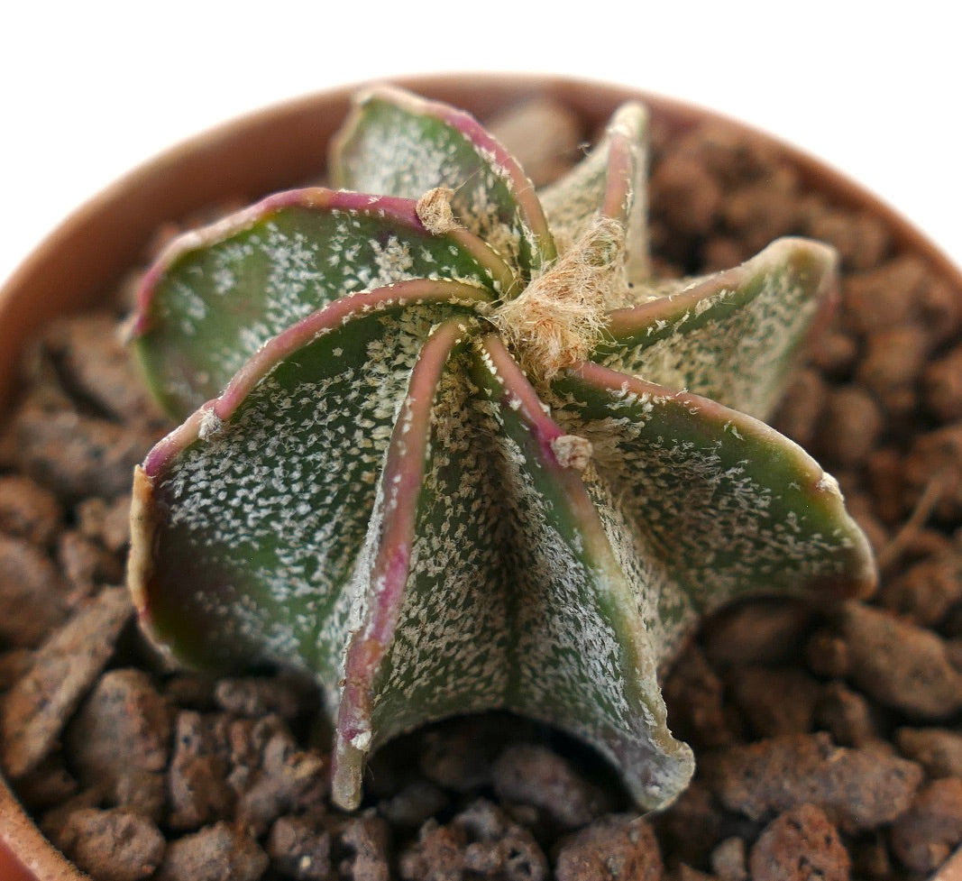 Astrophytum cv THAYO x myriostigma raro cactus suculento en forma de estrella con motas blancas y costillas bordeadas de rosa