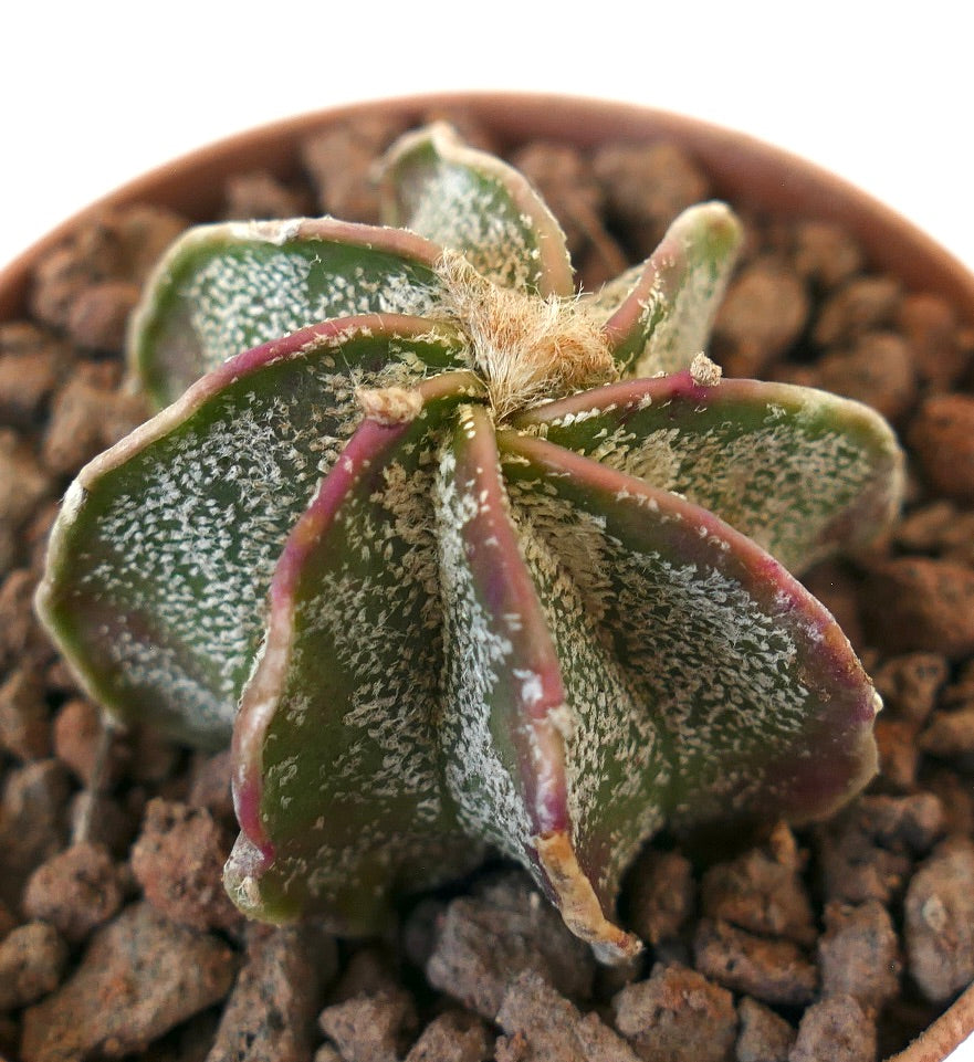 Astrophytum cv THAYO x myriostigma suculenta cactus variegado con motas blancas y bordes morados