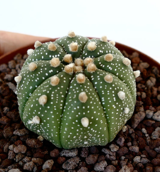 Astrophytum asterias RIO GRANDE TEXAS DG4