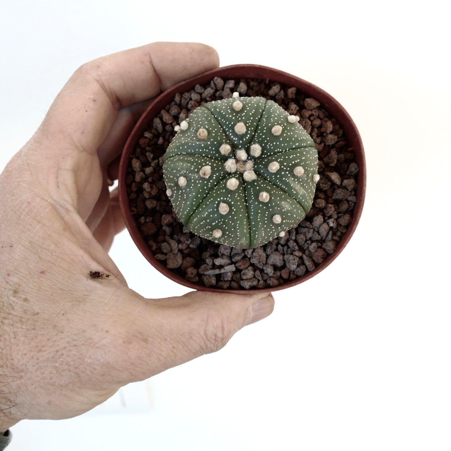 Astrophytum asterias TAMAULIPAS x OIBBO 71N