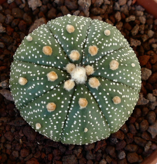 Astrophytum asterias VG6