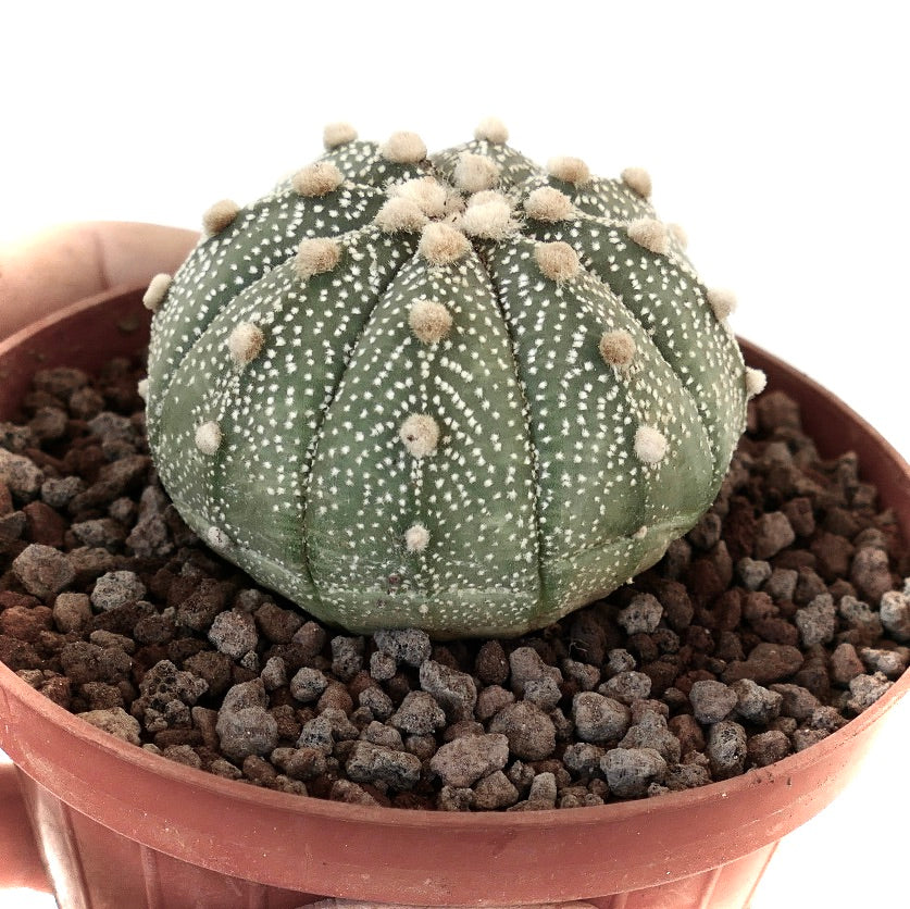 Astrophytum asterias form multipunctatum VG7