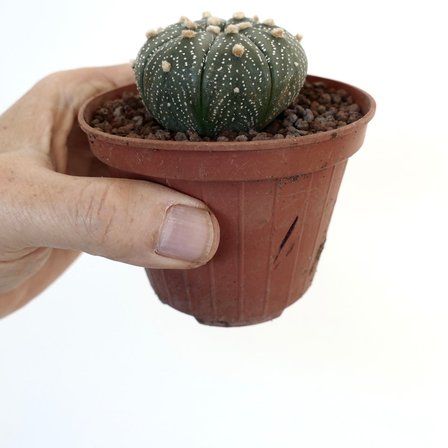 Astrophytum asterias var. asterias (DARK GREEN) 6cm AT5