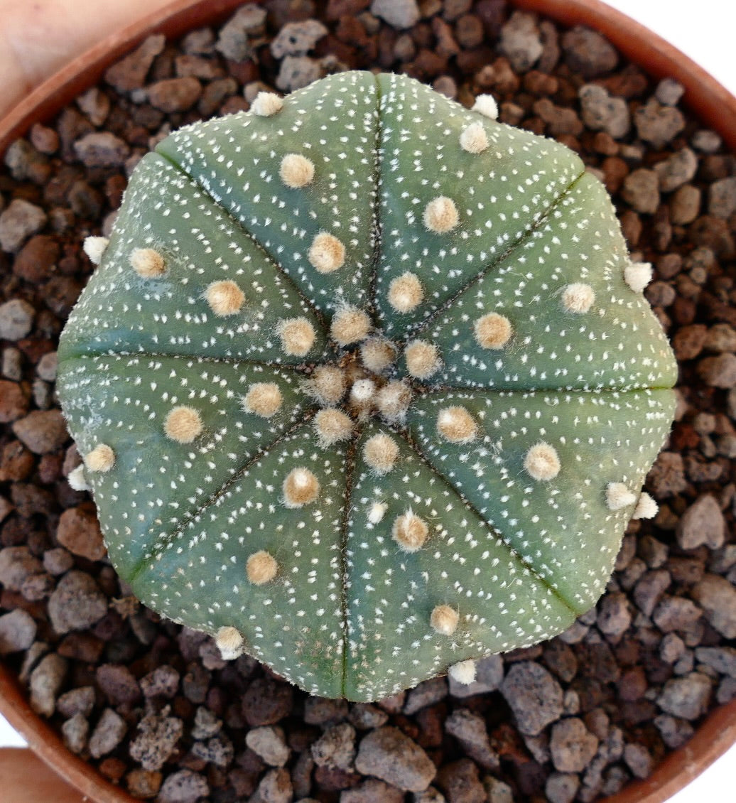 Astrophytum asterias var. asterias STAR SHAPE 6cm Z3