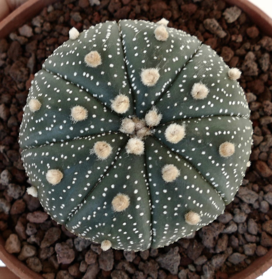 Astrophytum asterias var. asterias (DARK GREEN) 6cm AT5