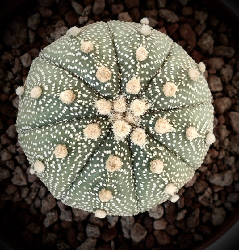 Astrophytum asterias form multipunctatum 6cm VG7