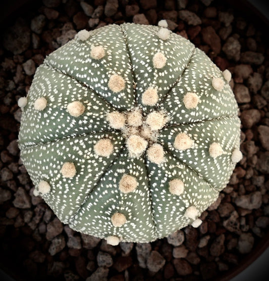 Astrophytum asterias form multipunctatum VG7