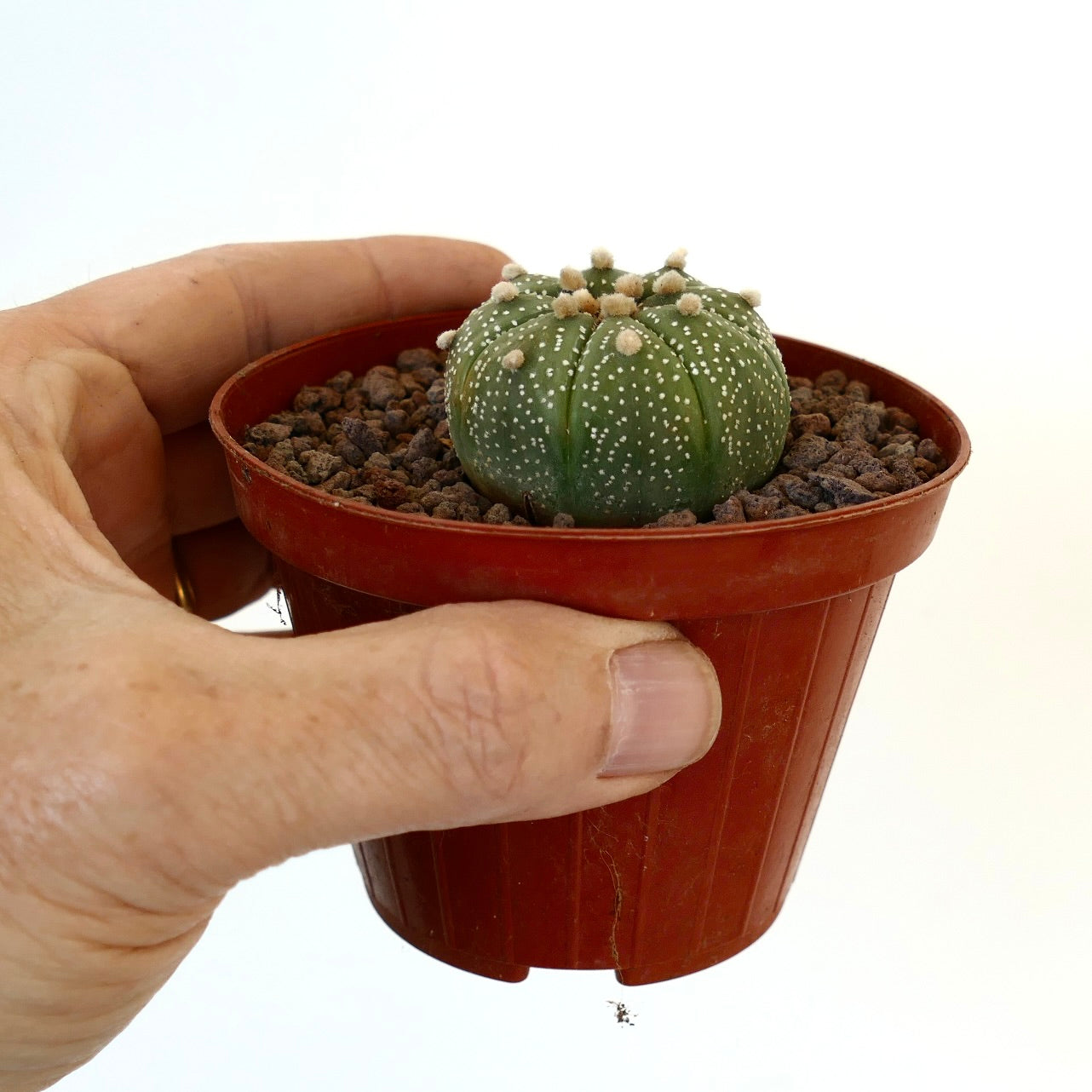 Astrophytum asterias VG9