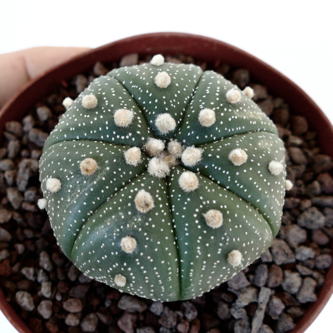 Astrophytum asterias TAMAULIPAS x OIBBO 71N