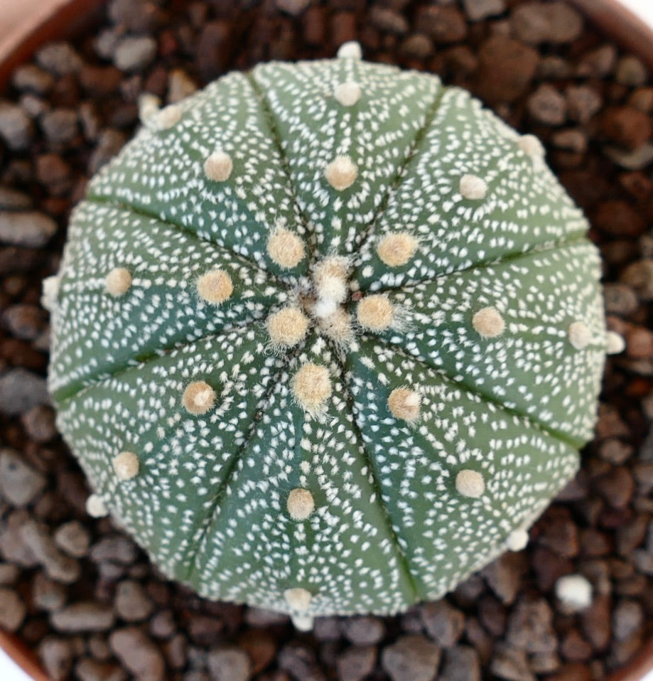 Astrophytum asterias form multipunctatum 45F