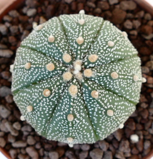 Astrophytum asterias form multipunctatum 45F