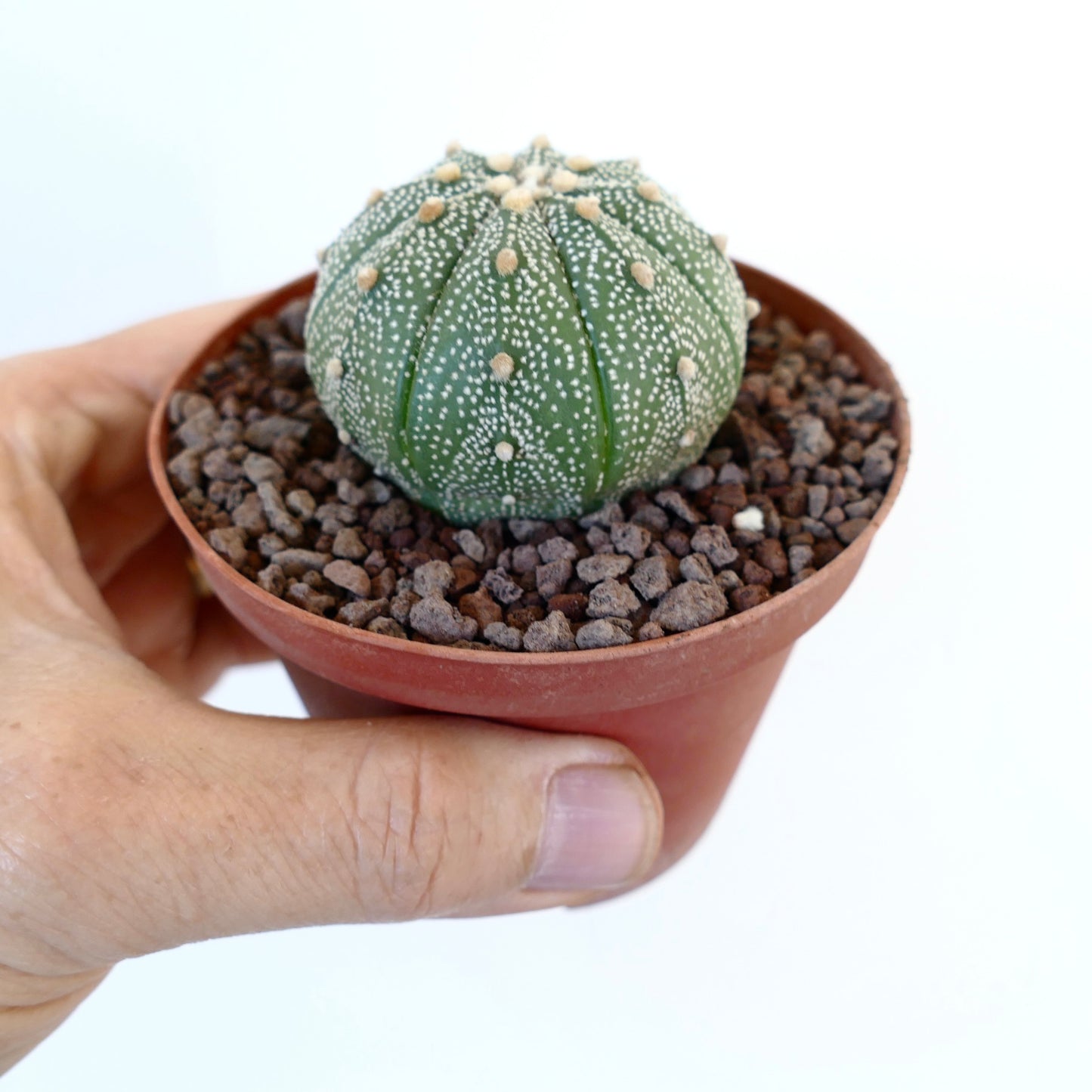 Astrophytum asterias form multipunctatum 45F