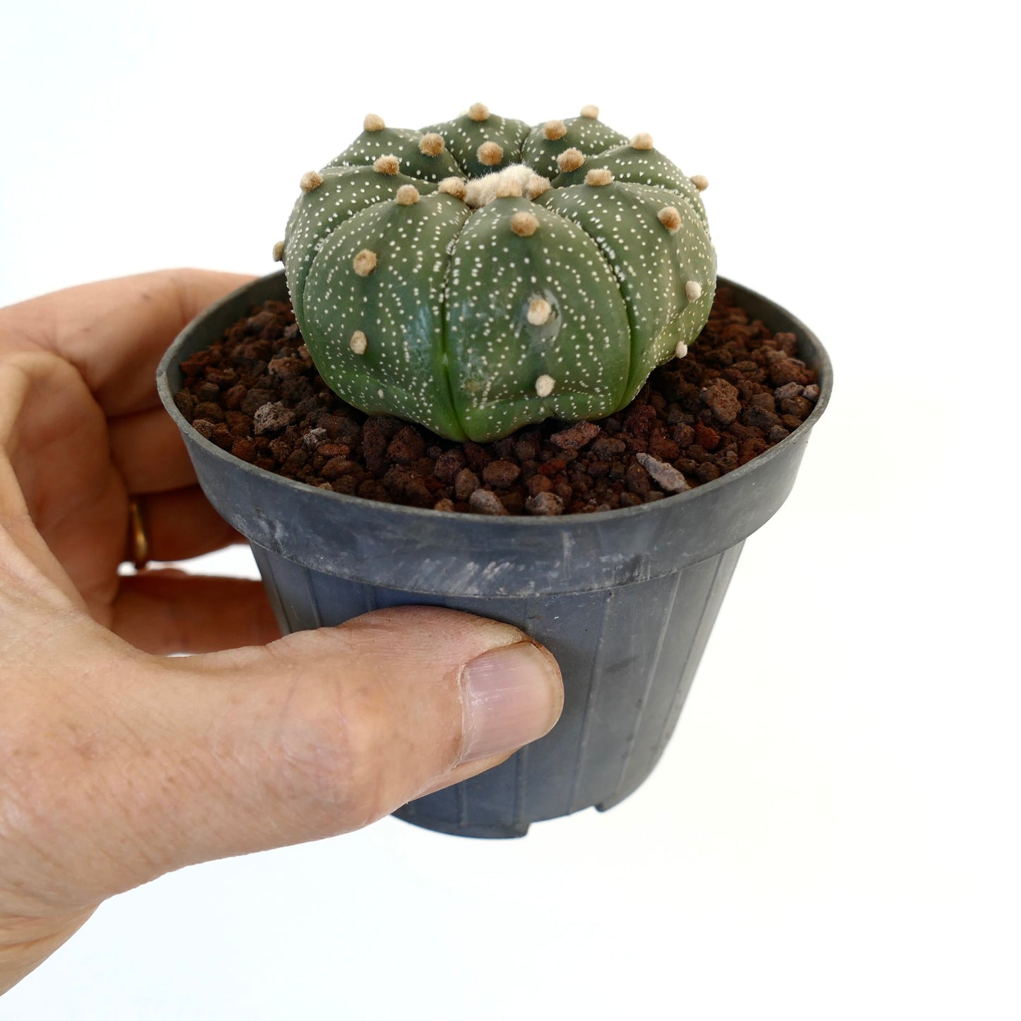 Astrophytum asterias SELECTED MIX4