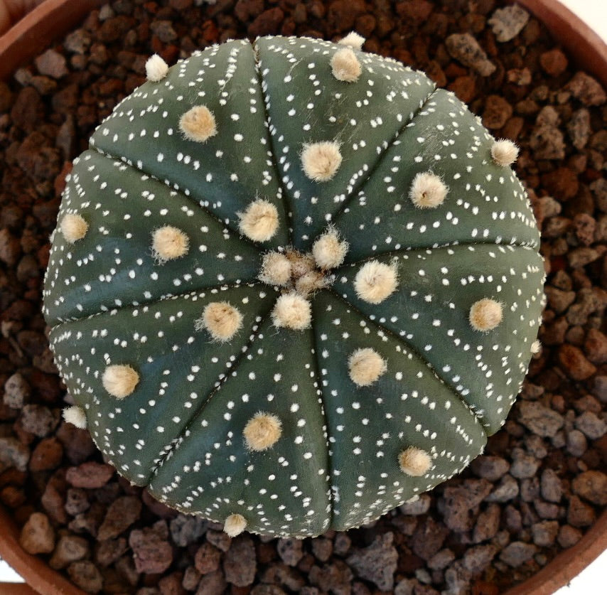 Astrophytum asterias var. asterias (DARK GREEN) AT5